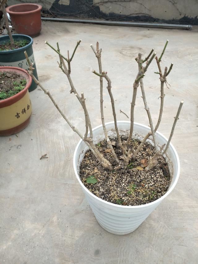 茉莉花修剪养护四季各不同，掌握好技巧，才能花开满枝