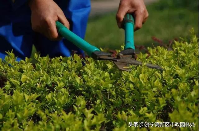 园林绿化养护知识要点！