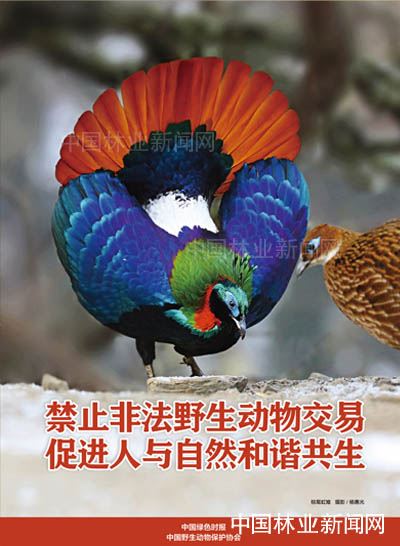 全民抗疫 林草奋力