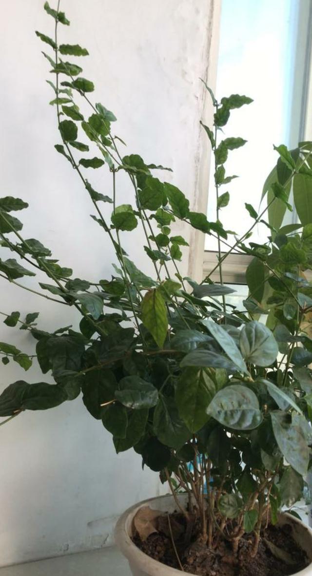 茉莉花修剪养护四季各不同，掌握好技巧，才能花开满枝