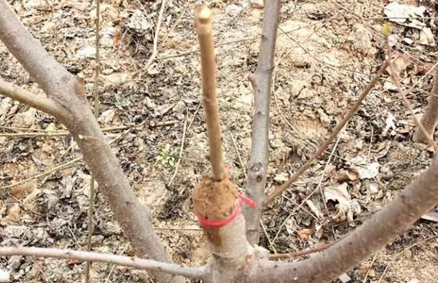 何为果树“闷芽”？为何会出现？栽前如何预防？发生后如何补救？