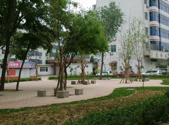 做好这3个方面，确保树木移栽后成活率