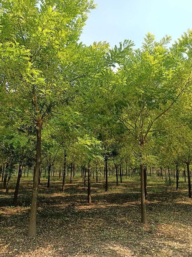 金枝槐怎么修剪?金枝槐种植技术