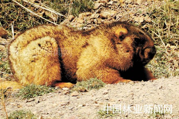 神奇的夏特古道