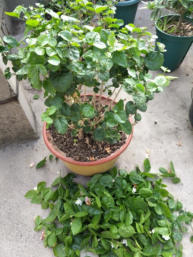 茉莉花修剪养护四季各不同，掌握好技巧，才能花开满枝