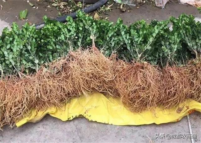 存活率100%！春季苗木移栽，一定要注意这几点