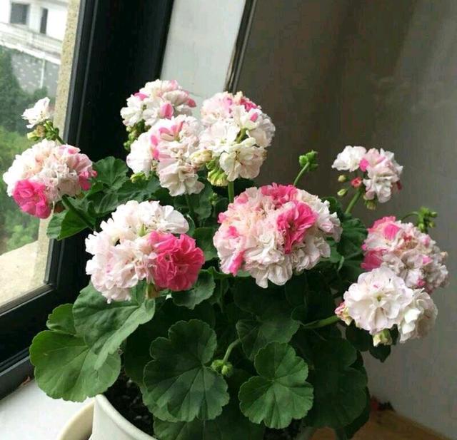 施肥太多烂根以后的天竺葵还有救吗？只需4招，来年开春长爆盆