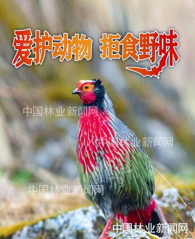 全民抗疫 林草奋力