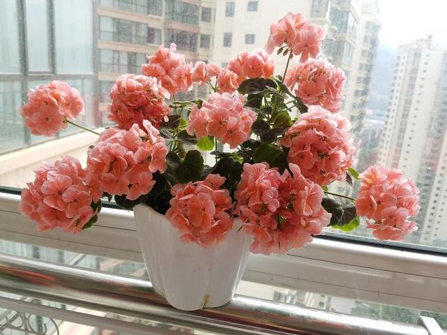 施肥太多烂根以后的天竺葵还有救吗？只需4招，来年开春长爆盆
