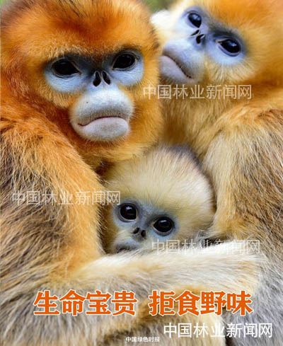 全民抗疫 林草奋力