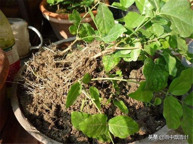 盆栽茉莉不用买，掰根枝条插土里，一盆变2盆，长势旺盛开花香