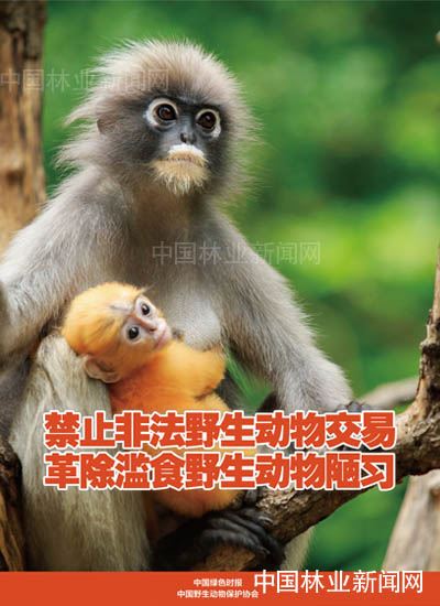 全民抗疫 林草奋力