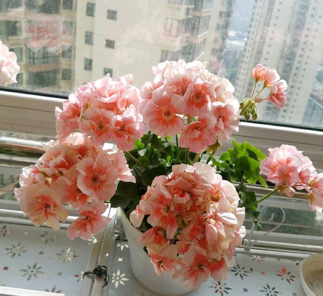 施肥太多烂根以后的天竺葵还有救吗？只需4招，来年开春长爆盆
