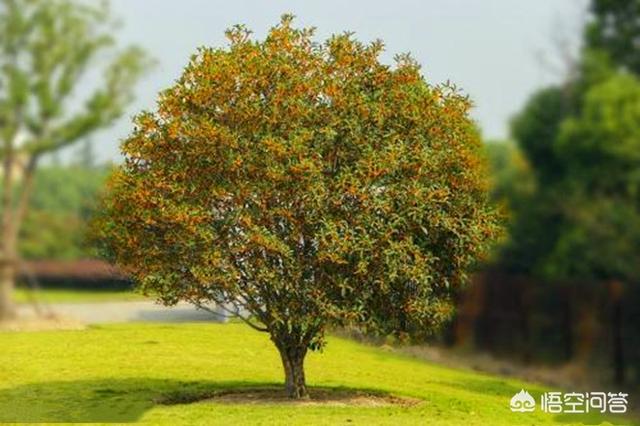 桂花树和香樟树能在山东庭院种植吗？