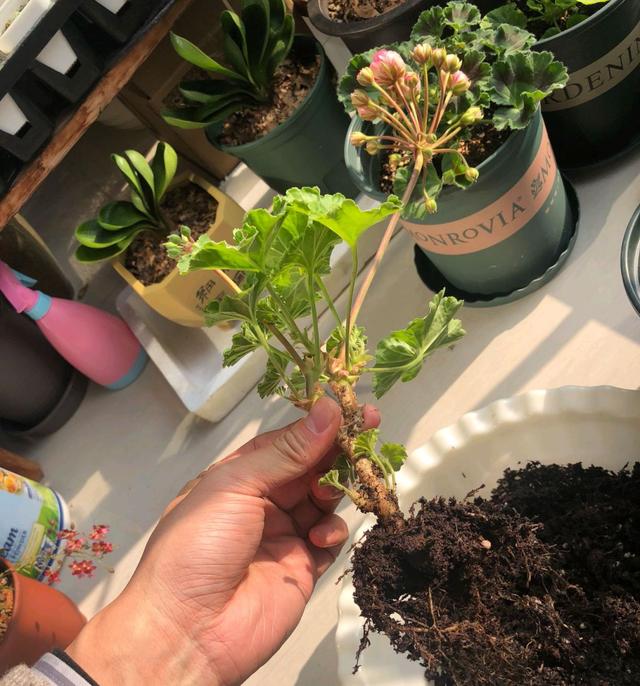 施肥太多烂根以后的天竺葵还有救吗？只需4招，来年开春长爆盆