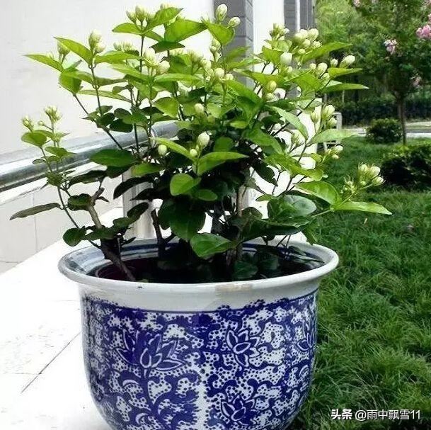 盆栽茉莉不用买，掰根枝条插土里，一盆变2盆，长势旺盛开花香