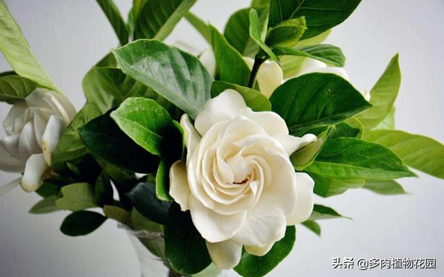 栀子花在春季的养护方法