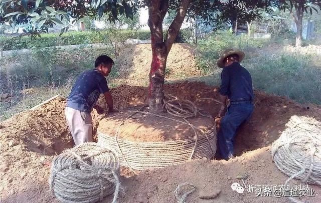 苗木种植要注意，种深种浅是一个“门道”，了解了苗木长势更好