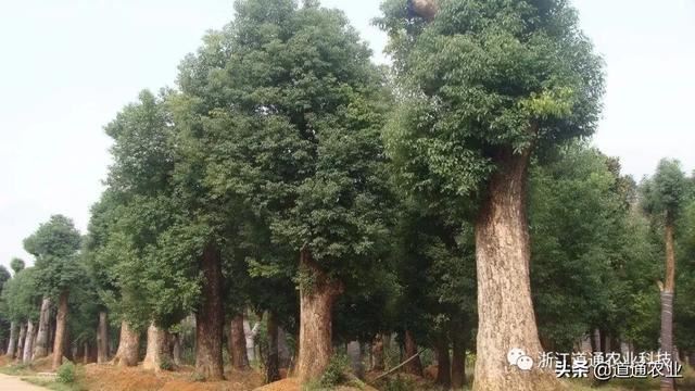 苗木种植要注意，种深种浅是一个“门道”，了解了苗木长势更好