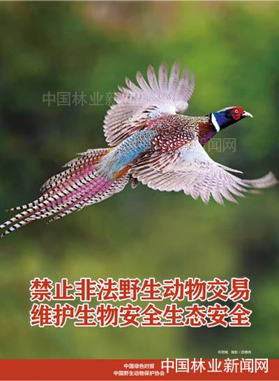 全民抗疫 林草奋力