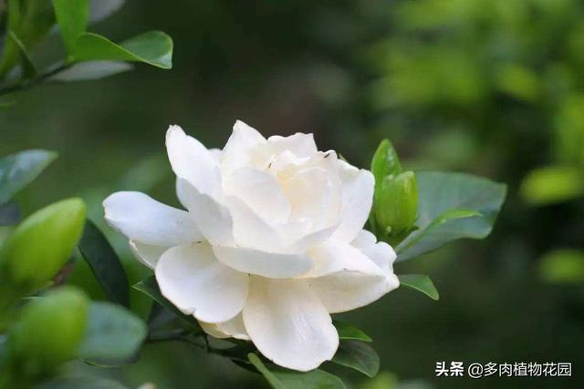 栀子花在春季的养护方法
