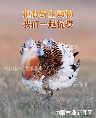 全民抗疫 林草奋力