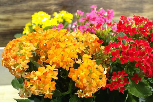 长寿花栽种，这样配土，植株长势旺，管理更简单