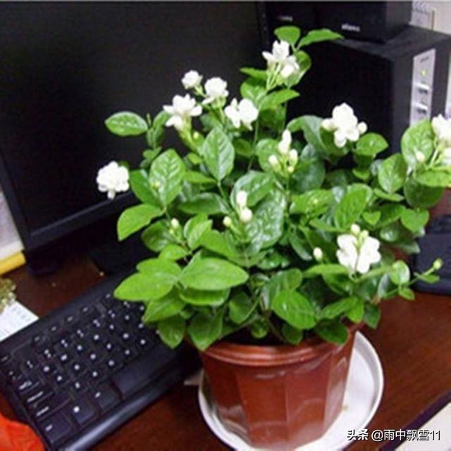 盆栽茉莉不用买，掰根枝条插土里，一盆变2盆，长势旺盛开花香