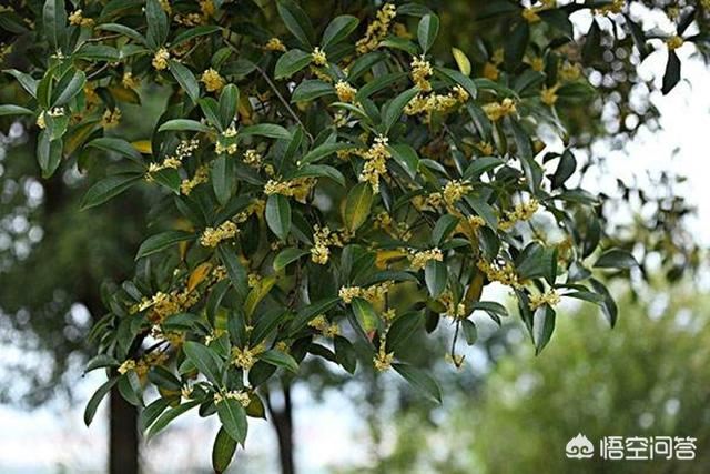 桂花树和香樟树能在山东庭院种植吗？