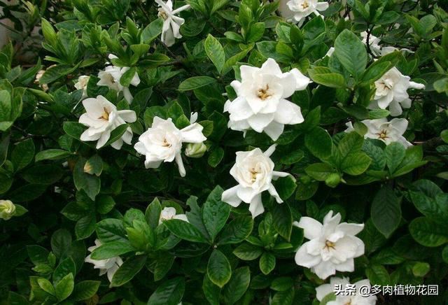 栀子花在春季的养护方法