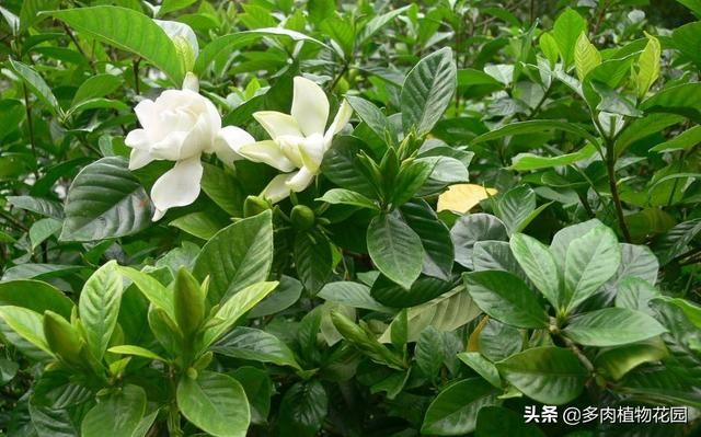 栀子花在春季的养护方法