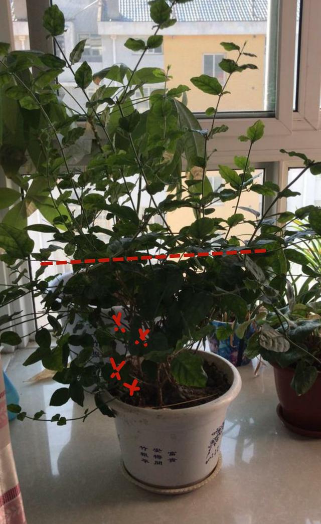 茉莉花修剪养护四季各不同，掌握好技巧，才能花开满枝