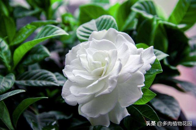 栀子花在春季的养护方法