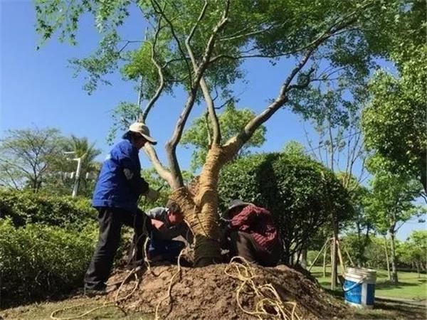 做好这3个方面，确保树木移栽后成活率