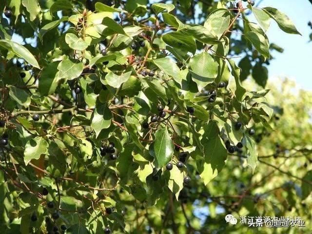 苗木种植要注意，种深种浅是一个“门道”，了解了苗木长势更好