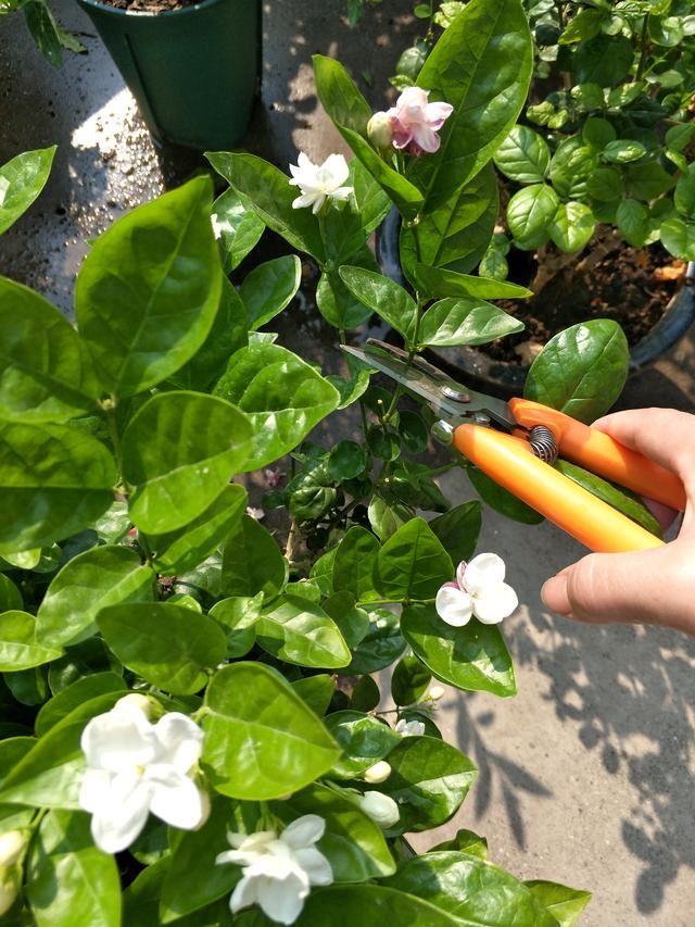 茉莉花修剪养护四季各不同，掌握好技巧，才能花开满枝