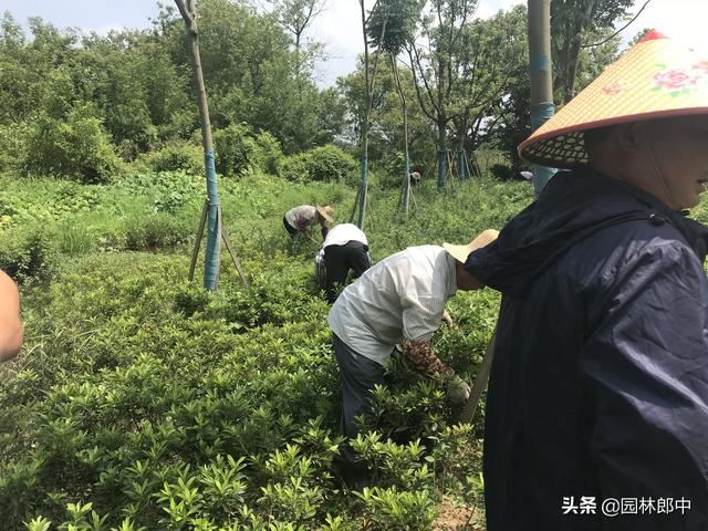 苗圃除草成本一直居高不下？不妨试试这种方法！除草成本减少一半