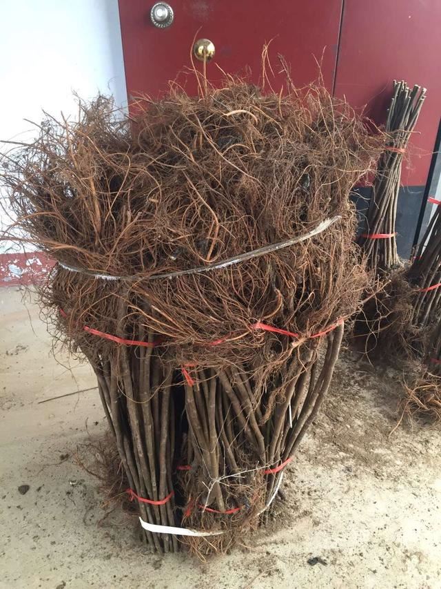 如何确定栽植苗木是否成活？