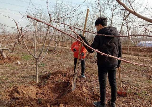 俗语“秋冬种树如做梦，春季种树如害病”，夏季种树，是啥呢？