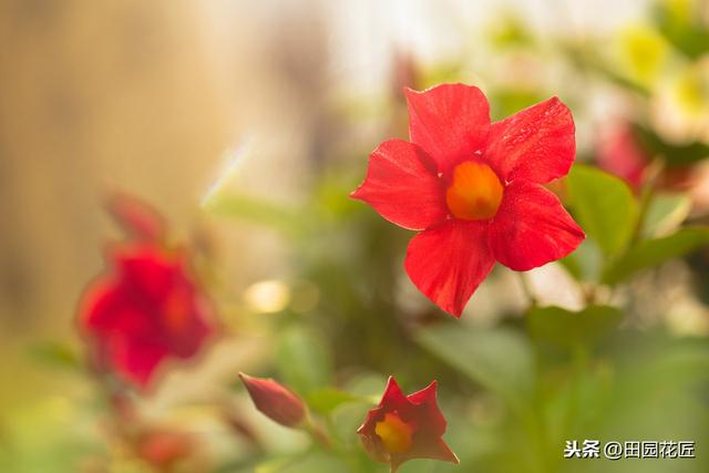 飘香藤，枝条多开花少，你可能这些方面没做好，这样养护，花满园