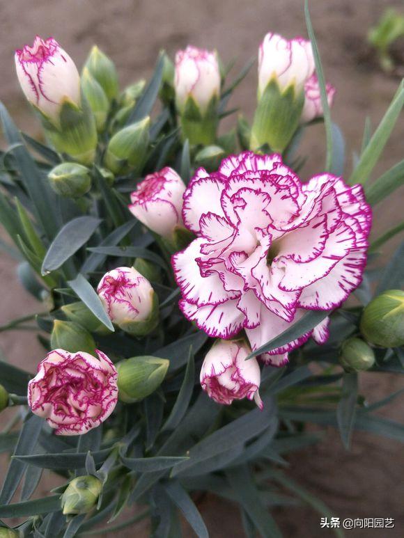 三种“香水花”，花瓣带有清香味，养在客厅里，全家都是香味
