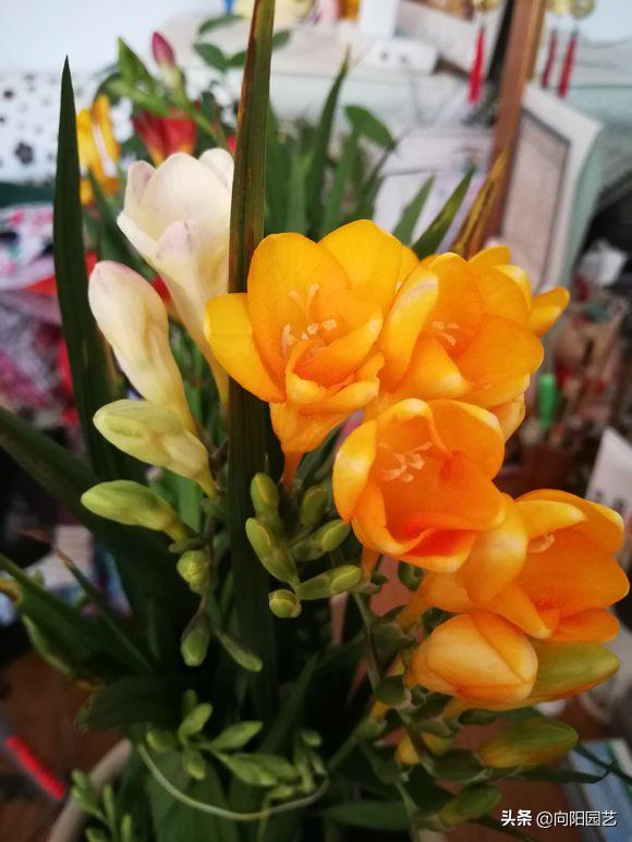 三种“香水花”，花瓣带有清香味，养在客厅里，全家都是香味