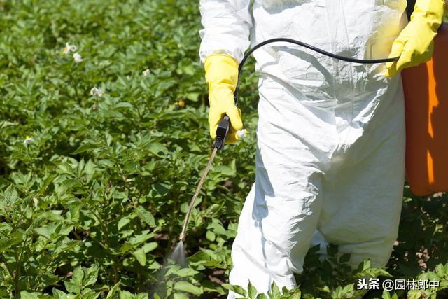 园林绿篱杂草难防除？那是你没找对方法，这样做成本减少一半！