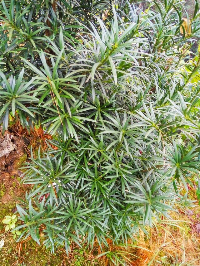 如何确定栽植苗木是否成活？苗木假活的解决方法？