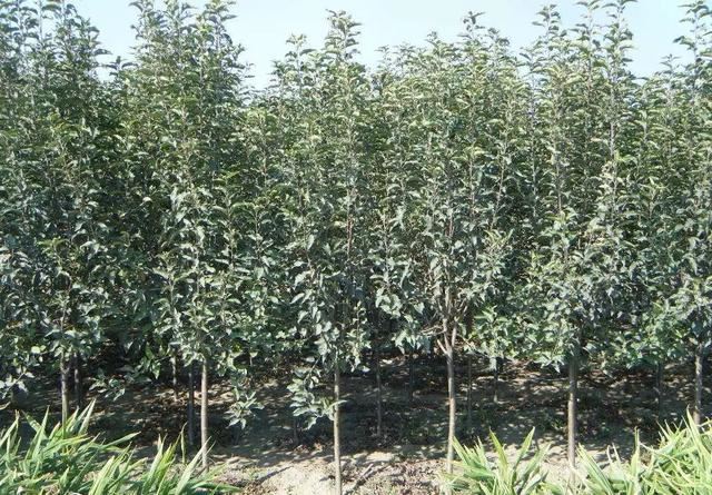 收下这些苗木养护施肥技巧，保你苗子长得好