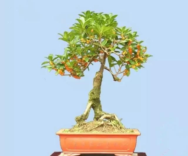 养桂花，为何总是出现叶黄？原来是这3点有恙，改善即可生长正常