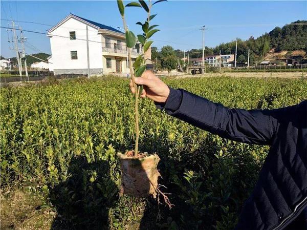 春天苗圃管理要及时，6项重点管理工作现在就要开始做