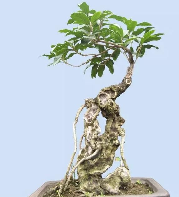 养桂花，为何总是出现叶黄？原来是这3点有恙，改善即可生长正常