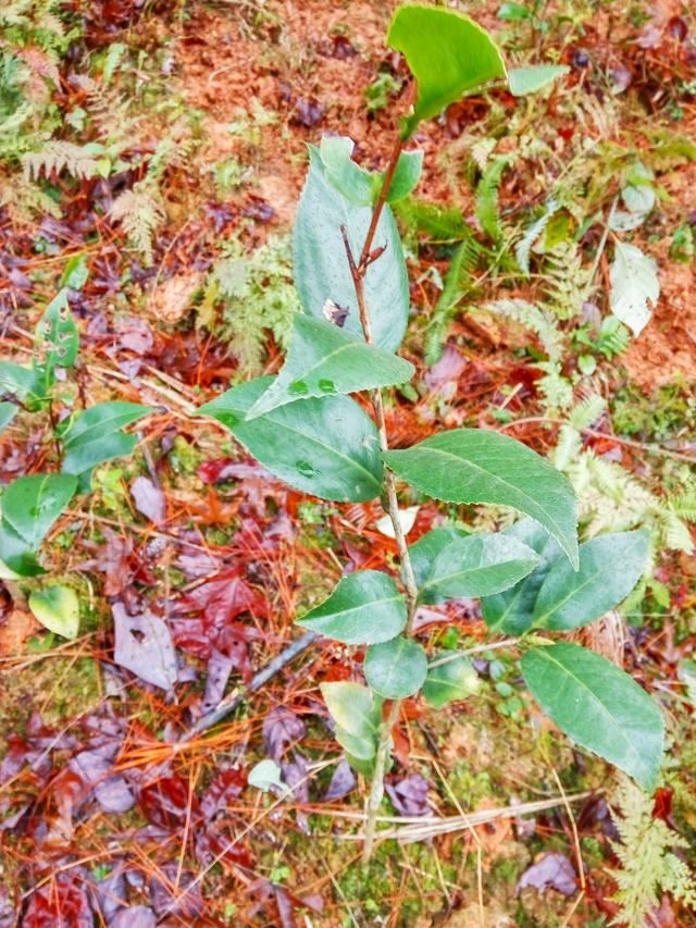 如何确定栽植苗木是否成活？苗木假活的解决方法？
