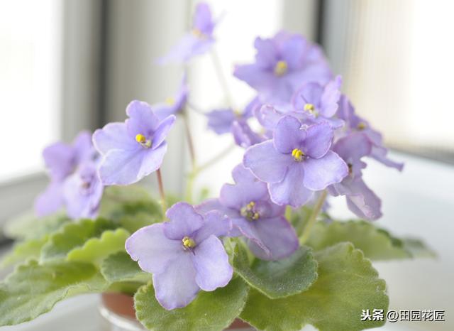 非洲紫罗兰，花型小巧，颜色鲜艳，这样养护，一年四季花开不断